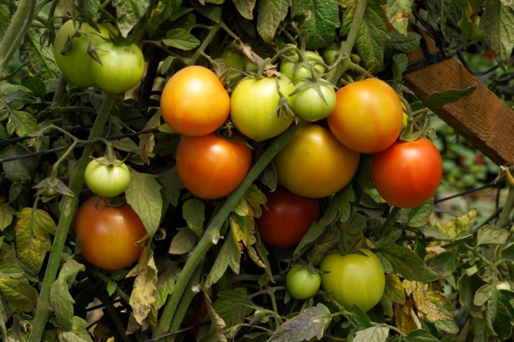 Supporting Local Food Production